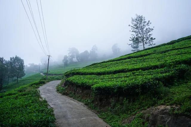 Lime Light Resort Munnar Dış mekan fotoğraf